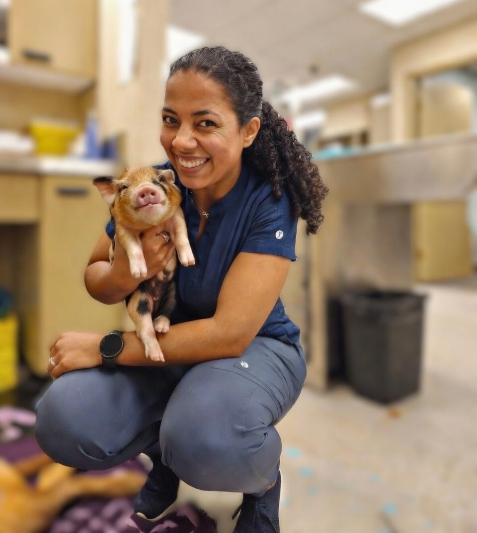 Mentoria Veterinária 13