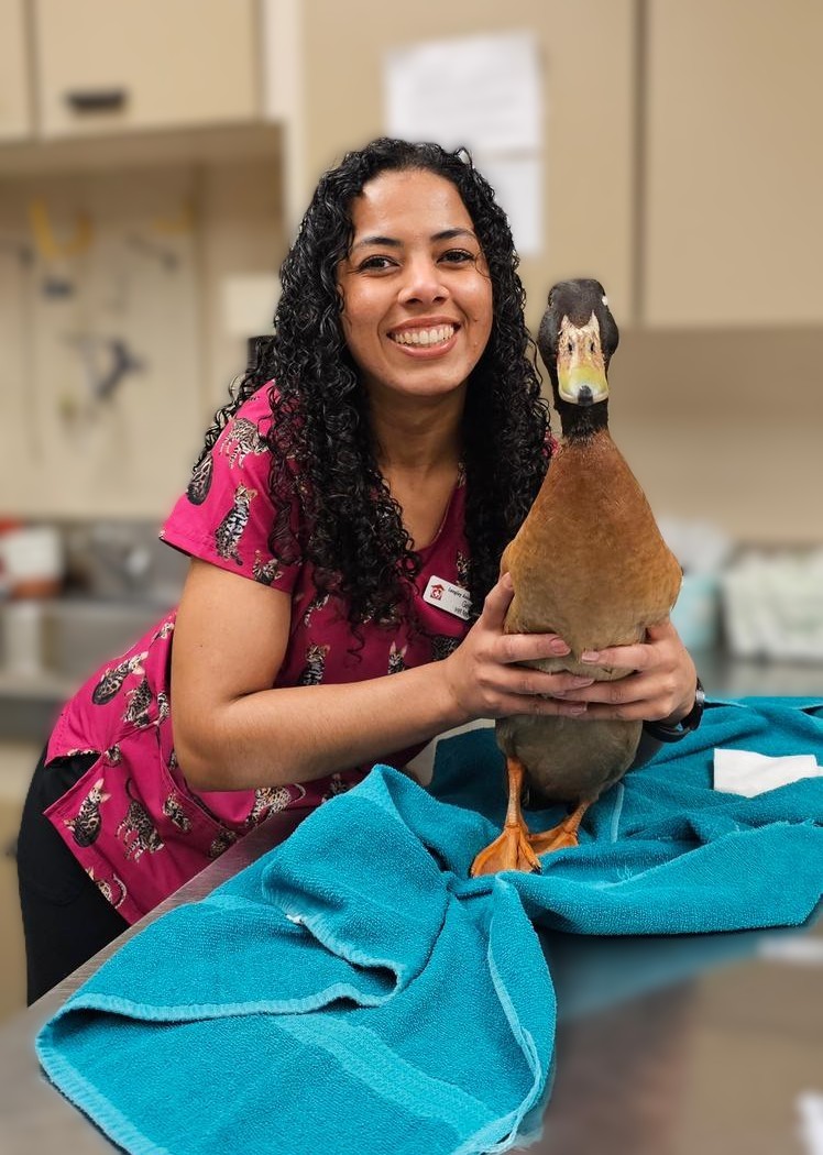Mentoria Veterinária 22